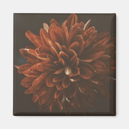 Aimant à fleur rouge pâle (Devant)