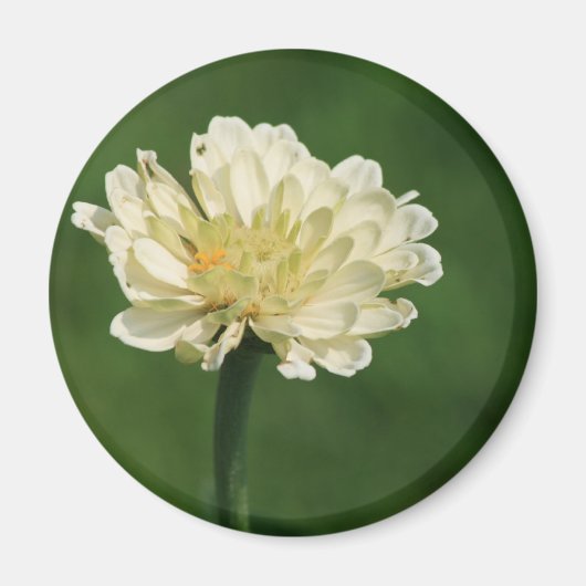 aimant à fleurs blanches (Devant)