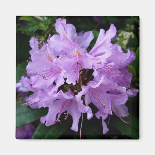 Aimant à fleurs violettes (Devant)