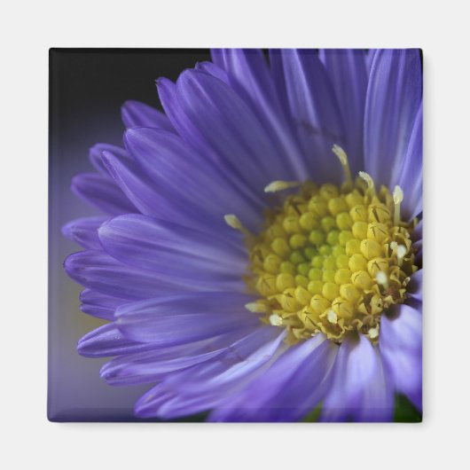 aimant à fleurs violettes (Devant)