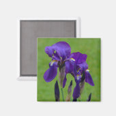 Aimant à flowe Iris violet (Recto/Verso)
