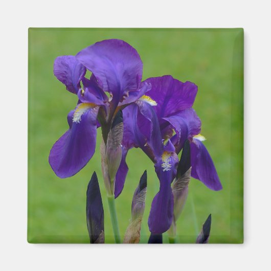 Aimant à flowe Iris violet (Devant)