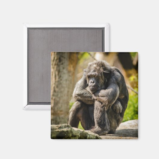 Aimant à frigo singe (Recto/Verso)