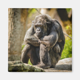 Aimant à frigo singe