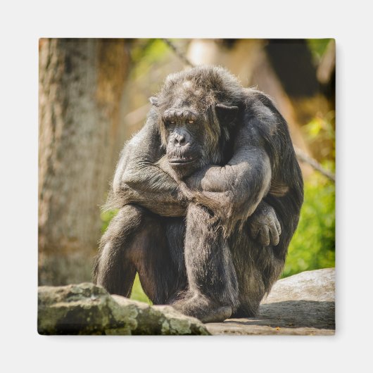 Aimant à frigo singe (Devant)
