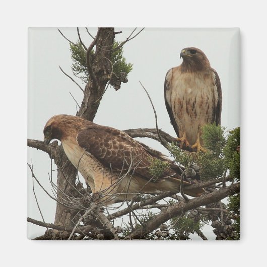 Aimant à Hawk 3 (Devant)
