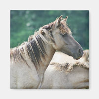 A herd of Brumby Horses from Australie