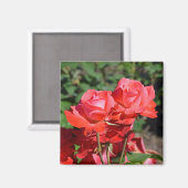 Aimant à imprimé de roses roses (Recto/Verso)