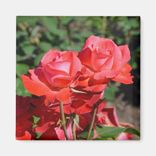 Aimant à imprimé de roses roses (Devant)