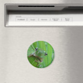 Aimant à la grenouille (In Situ (Lave-vaisselle))