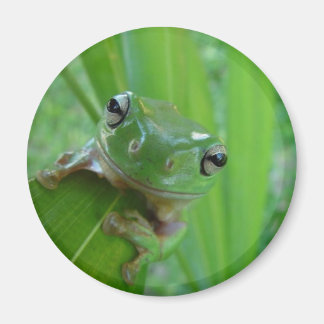 Aimant à la grenouille