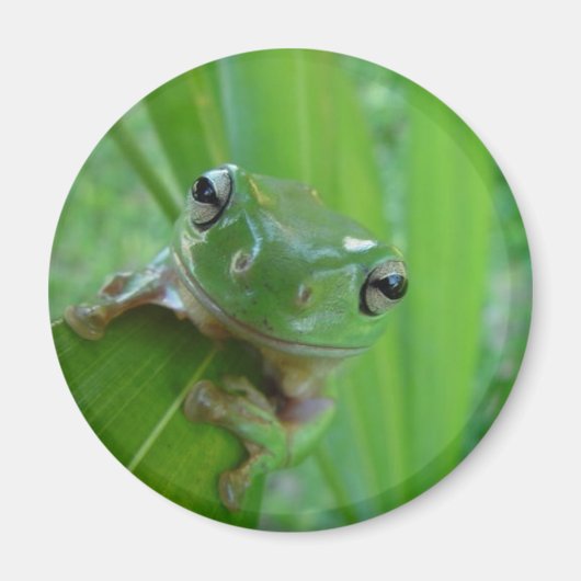 Aimant à la grenouille (Devant)