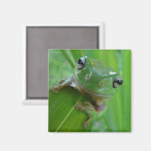 Aimant à la grenouille (Recto/Verso)