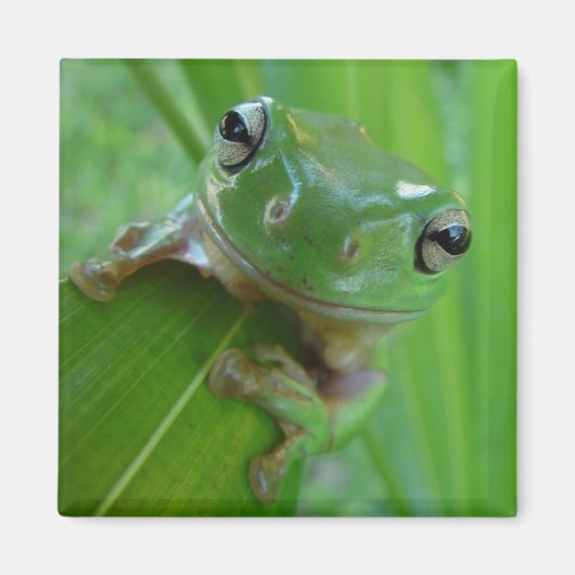 Aimant à la grenouille (Devant)
