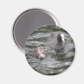 Aimant à la racine et au poulet (Recto/Verso)