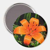 Aimant à laine asiatique orange vibre (Recto/Verso)