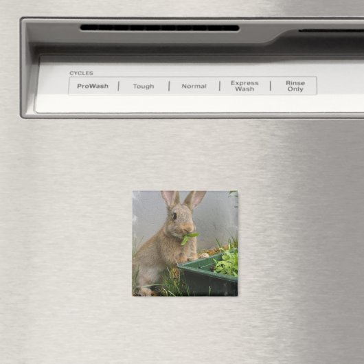Aimant à lapin de coton (In Situ (Lave-vaisselle))