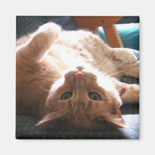 Aimant à l'envers de chat