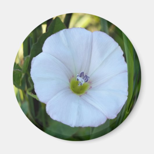 Aimant à l'ombre (Devant)