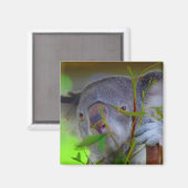 Aimant à manger Koala (Recto/Verso)