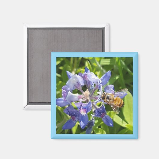 Aimant à miel (Recto/Verso)