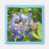 Aimant à miel (Devant)