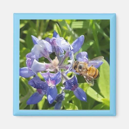 Aimant à miel (Devant)