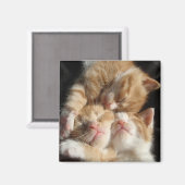 Aimant à mordante de chatte (Recto/Verso)