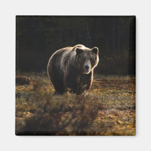 Aimant à ours