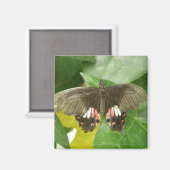 Aimant à papillon à épaisse écarlate (Recto/Verso)