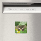 Aimant à papillon à épaisse écarlate (In Situ (Lave-vaisselle))