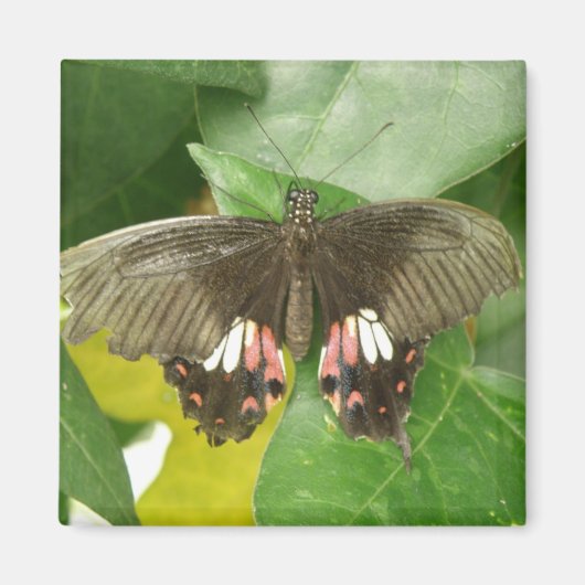 Aimant à papillon à épaisse écarlate (Devant)
