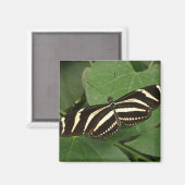 Aimant à papillon zébrée (Recto/Verso)