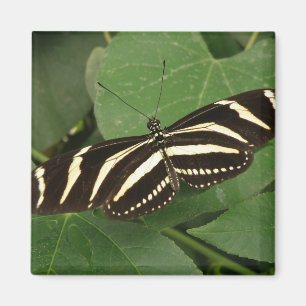 Aimant à papillon zébrée