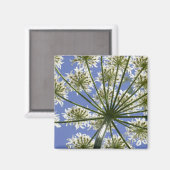 Aimant à persil de vache à fleurs d'été (Recto/Verso)
