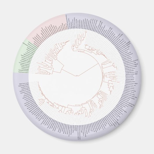 Aimant A phylogenetic tree of life Chart (Devant)