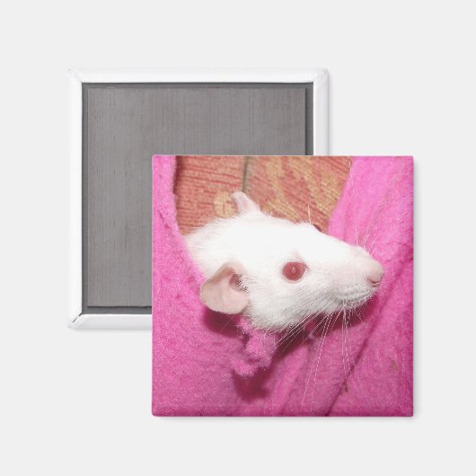 Aimant à rat (Recto/Verso)