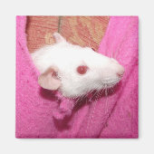 Aimant à rat (Devant)