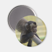 Aimant à singe capucin touffu (Recto/Verso)