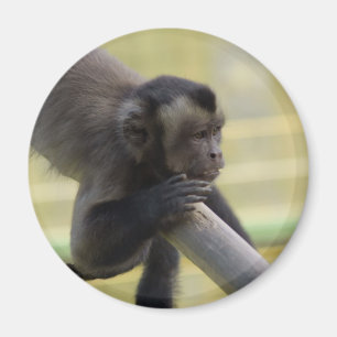 Aimant à singe capucin touffu
