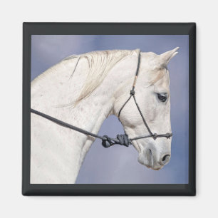 Aimant à tête de cheval