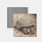 Aimant à tortue (Recto/Verso)