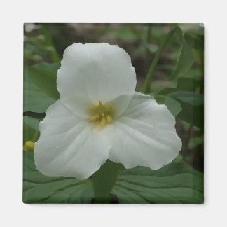 Aimant à trillium blanc