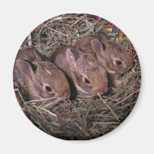 Aimant À Trois Rangées