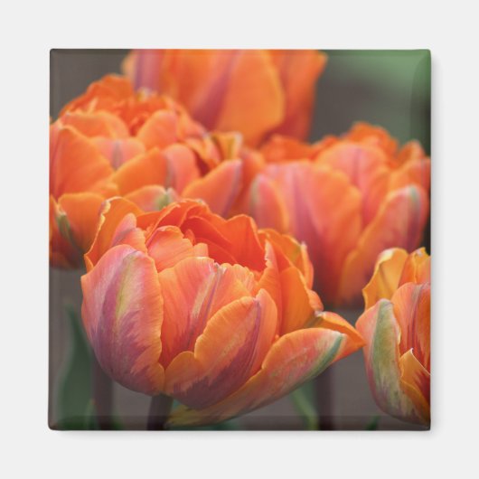 Aimant à tulipe orange (Devant)