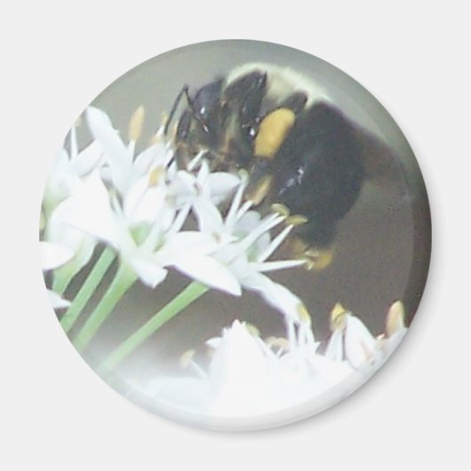 Aimant Abee (Devant)