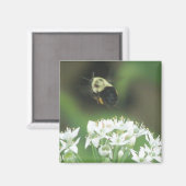 Aimant Abee (Recto/Verso)