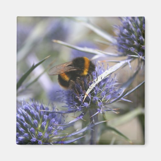 Aimant Abeille dans chardon (Devant)
