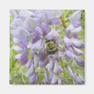 Aimant Abeille de charpentier de glycines et de mâle