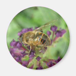 Aimant Abeille de miel et fleur violette
